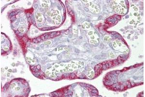 Anti-TFAM antibody IHC staining of human placenta. (TFAM anticorps  (AA 151-200))