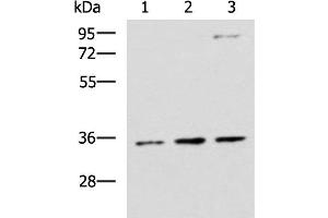 Western blot analysis of HepG2 A431 and Raji cell lysates using STX5 Polyclonal Antibody at dilution of 1:1000 (Syntaxin 5 anticorps)