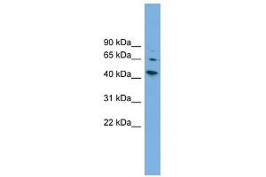 WIPF2 antibody used at 1 ug/ml to detect target protein. (WIPF2 anticorps  (Middle Region))