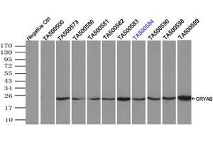 Image no. 4 for anti-Crystallin, alpha B (CRYAB) antibody (ABIN1497648) (CRYAB anticorps)