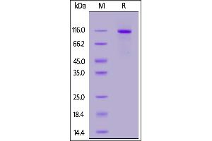 Human ELAPOR1, His Tag on  under reducing (R) condition. (ELAPOR1 Protein (AA 42-910) (His tag))