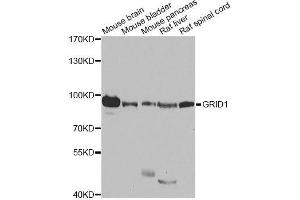 Western blot analysis of extracts of various cell lines, using GRID1 antibody. (GRID1 anticorps  (AA 880-1009))