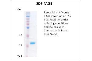 SDS-PAGE (SDS) image for Interleukin 6 (IL6) (Active) protein (ABIN5509357) (IL-6 Protéine)