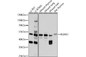 Western blot analysis of extracts of various cell lines, using RUNX1 antibody (ABIN6129946, ABIN6147309, ABIN6147311 and ABIN6213835) at 1:1000 dilution. (RUNX1 anticorps  (AA 221-480))