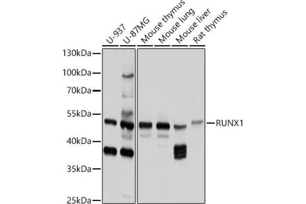 RUNX1 anticorps  (AA 221-480)