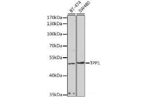 Western blot analysis of extracts of various cell lines using TPP1 Polyclonal Antibody at dilution of 1:1000. (TPP1 anticorps)