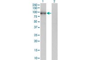 Western Blot analysis of POU2F1 expression in transfected 293T cell line by POU2F1 monoclonal antibody (M08), clone 1E12.