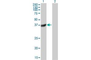 Western Blot analysis of DUSP11 expression in transfected 293T cell line by DUSP11 MaxPab polyclonal antibody. (DUSP11 anticorps  (AA 1-330))