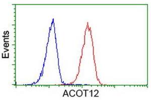 Image no. 4 for anti-Acyl-CoA Thioesterase 12 (ACOT12) antibody (ABIN1496417) (ACOT12 anticorps)