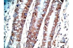 Human colon tissue was stained by Rabbit AntiPYY (3-36)-Gly (R,M,C,P) Antiserum (Peptide YY (PYY) -Gly (AA 3-36) anticorps)