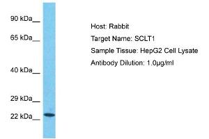 Host: Rabbit Target Name: SCLT1 Sample Tissue: Human HepG2 Whole Cell Antibody Dilution: 1ug/ml