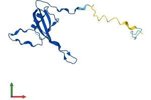 AlphaFold protein structure predicition of Mouse Recombinant Mrpl23 Protein, UniprotID O35972