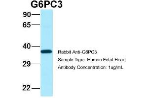 Host: Rabbit Target Name: G6PC3 Sample Type: Human Fetal Heart Antibody Dilution: 1.