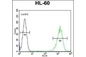 LFNG Antibody (Center) (ABIN653477 and ABIN2842898) flow cytometric analysis of HL-60 cells (right histogram) compared to a negative control cell (left histogram). (LFNG anticorps  (AA 86-114))