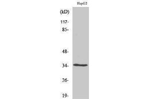 Western Blotting (WB) image for anti-Olfactory Receptor, Family 52, Subfamily E, Member 4 (OR52E4) (Internal Region) antibody (ABIN6281705)