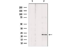 Western blot analysis of extracts from HepG2, using ARC Antibody. (NOL3 anticorps  (C-Term))