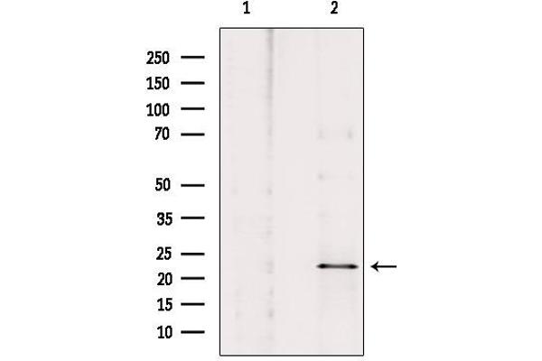 NOL3 anticorps  (C-Term)