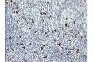 Image no. 11 for anti-Transcription Factor MafB (MAFB) (AA 32-320) antibody (ABIN1491411) (MAFB anticorps  (AA 32-320))