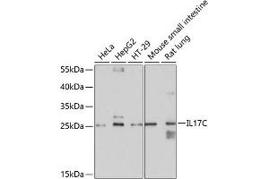 Western blot analysis of extracts of various cell lines, using IL17C antibody (ABIN6128131, ABIN6142318, ABIN6142319 and ABIN6214891) at 1:1000 dilution. (IL17C anticorps  (AA 19-197))