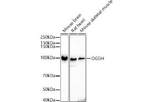 Western blot analysis of extracts of various cell lines, using OGDH antibody (ABIN6131414, ABIN6145003, ABIN6145005 and ABIN6222018) at 1:500 dilution. (alpha KGDHC anticorps  (AA 148-427))