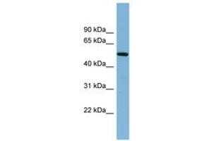 Image no. 1 for anti-Tripartite Motif Containing 41 (TRIM41) (N-Term) antibody (ABIN6742015) (TRIM41 anticorps  (N-Term))