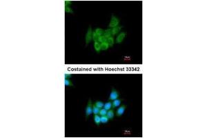 ICC/IF Image Immunofluorescence analysis of methanol-fixed HepG2, using Angiotensinogen, antibody at 1:200 dilution.