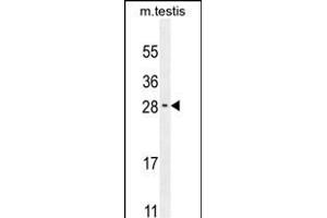RELL2 Antibody (Center) (ABIN654364 and ABIN2844124) western blot analysis in mouse testis tissue lysates (35 μg/lane). (RELL2 anticorps  (AA 132-160))