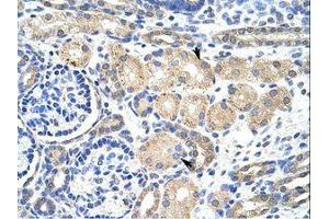 Image no. 1 for anti-Potassium Voltage-Gated Channel, Shaker-Related Subfamily, beta Member 2 (KCNAB2) (AA 121-170) antibody (ABIN203086)