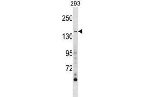 AEBP1 Antibody (Center) western blot analysis in 293 cell line lysates (35 µg/lane). (AEBP1 anticorps  (Middle Region))