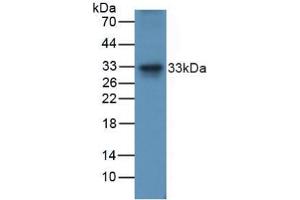 Figure. (TRAIL anticorps  (AA 115-287))