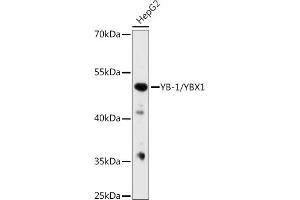 Western blot analysis of extracts from normal (control) and YB-1/YB-1/YBX1 knockout (KO) HeLa cells, using YB-1/YB-1/YBX1 antibody (ABIN7271411) at 1:1000 dilution. (YBX1 anticorps  (AA 100-200))