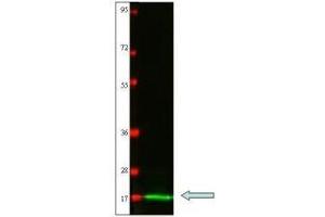 Western blot using  protein-A purified anti-Cat IL-2 antibody shows detection of recombinant Cat IL-2 at 15. (IL-2 anticorps)