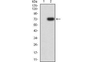 Western blot analysis using GPC3 mAb against HEK293-6e (1) and GPC3 (AA: 25-400)-hIgGFc transfected HEK293 (2) cell lysate. (Glypican 3 anticorps  (AA 55-200))