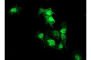 Anti-AKT1 mouse monoclonal antibody (ABIN2455514) immunofluorescent staining of COS7 cells transiently transfected by pCMV6-ENTRY AKT1 (RC220257). (AKT1 anticorps)