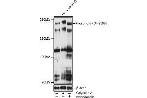 Western blot analysis of extracts of various cell lines, using Phospho-BRD4-S1083 antibody (ABIN7265947) at 1:500 dilution.
