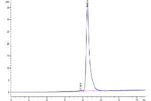 The purity of Cynomolgus VSIG4 is greater than 95 % as determined by SEC-HPLC.