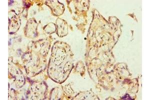 Immunohistochemistry of paraffin-embedded human placenta tissue using ABIN7144361 at dilution of 1:100 (alpha Adaptin anticorps  (AA 1-260))