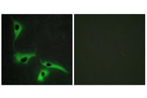 Immunofluorescence (IF) image for anti-Tetraspanin 8 (TSPAN8) (Internal Region) antibody (ABIN1849222)