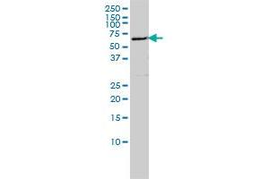 FLJ21128 monoclonal antibody (M01), clone 4E3-3A4 Western Blot analysis of FLJ21128 expression in Hela S3 NE . (EDC3 anticorps  (AA 1-508))