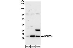 Western Blotting (WB) image for anti-NADH Dehydrogenase (Ubiquinone) 1 beta Subcomplex, 6, 17kDa (NDUFB6) (AA 1-50) antibody (ABIN7451007)