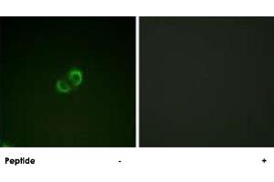 Immunofluorescence analysis of A-549 cells, using ICAM3 polyclonal antibody . (ICAM-3/CD50 anticorps  (Ser518))