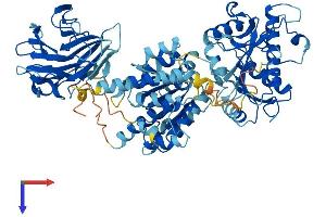 AlphaFold protein structure predicition of Mouse Recombinant Ddx1 Protein, UniprotID Q91VR5