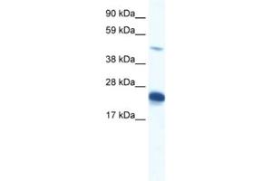 Western Blotting (WB) image for anti-Zinc Finger Protein 57 Homolog (ZFP57) antibody (ABIN2460341) (ZFP57 anticorps)
