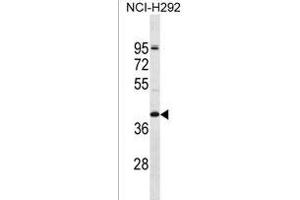 OR2T5 Antibody (N-term) (ABIN1538866 and ABIN2849910) western blot analysis in NCI- cell line lysates (35 μg/lane). (OR2T5 anticorps  (N-Term))