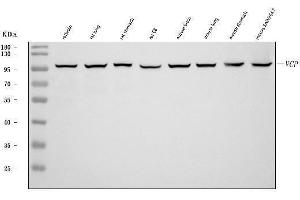 Western blot analysis of VCP using anti-VCP antibody (ABIN7599605).
