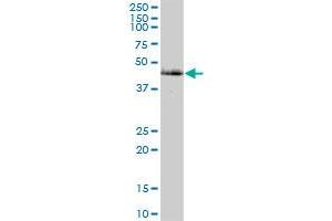 CAMK2G MaxPab polyclonal antibody. (CAMKII gamma anticorps  (AA 1-527))