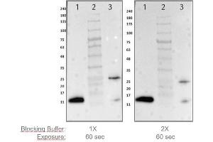 Western Blotting (WB) image for Blocking Buffer for Fluorescent Western Blotting (2X) (ABIN6953293)