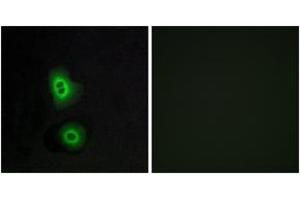 Immunofluorescence (IF) image for anti-Olfactory Receptor, Family 4, Subfamily C, Member 16 (OR4C16) (AA 261-310) antibody (ABIN2891005) (OR4C16 anticorps  (AA 261-310))