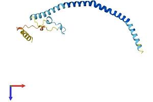 AlphaFold protein structure predicition of Mouse Recombinant Cav2 Protein, UniprotID Q9WVC3