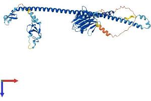AlphaFold protein structure predicition of Human Recombinant TRIM26 Protein, UniprotID Q12899